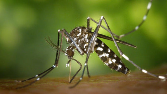 Combating Mosquito-Borne Diseases in Sri Lanka: How Natular DT Can Help