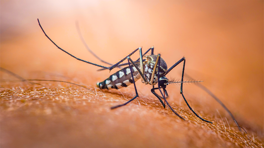 The Hidden Dangers of Mosquitoes Around Your Home