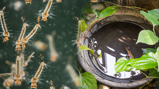 What Is Mosquito Control and Why It Matters